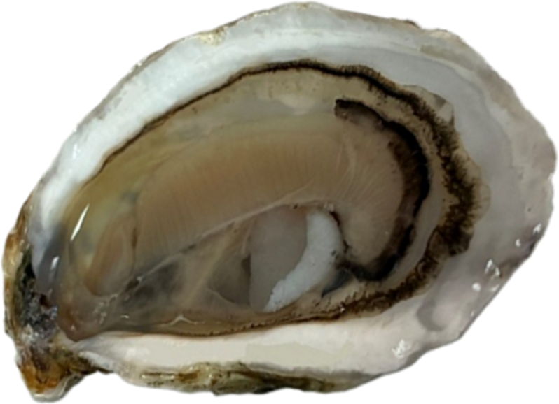 An oyster raised on AccessFlora feed, shucked on the half shell